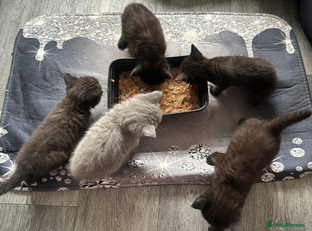 British Shorthair cats for sale:  British short hair kittens  - Image 4