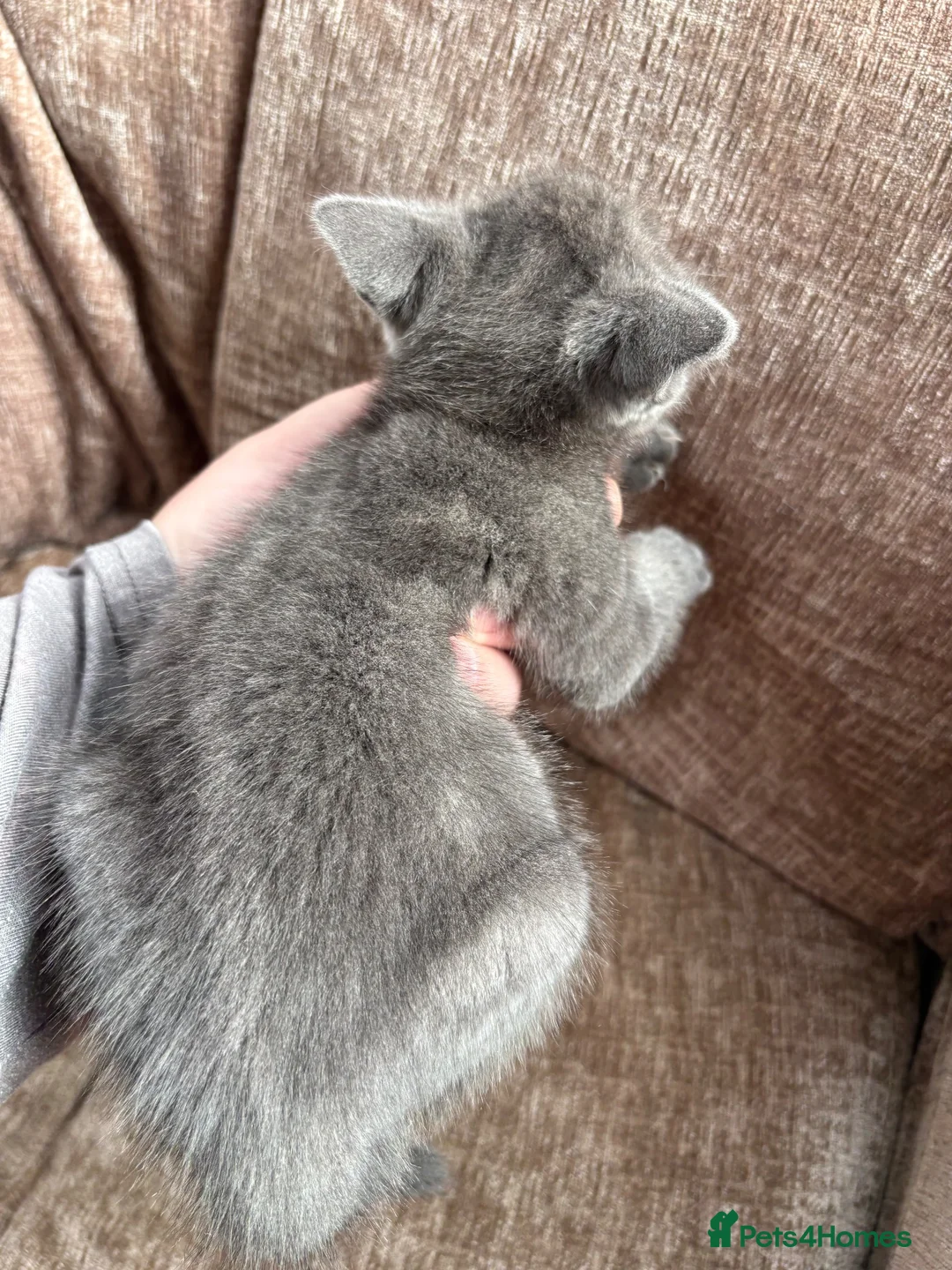 Mixed Breed cats for sale: 1 grey grey kitten ready now - Advert 2