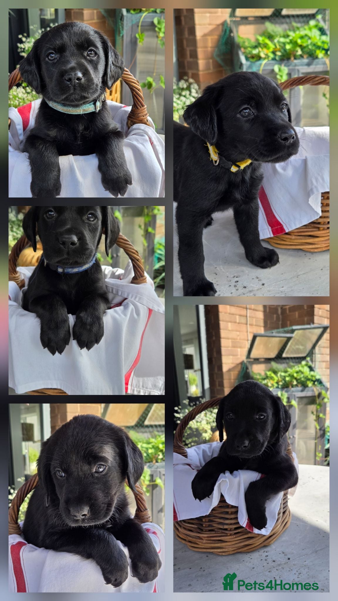 Labrador Retriever dogs Beautiful Labrador Puppies-2boys & 3 girls remain - Advert 4