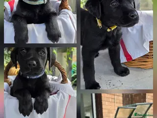 Labrador Retriever dogs Beautiful Labrador Puppies-2boys & 3 girls remain - Advert 4