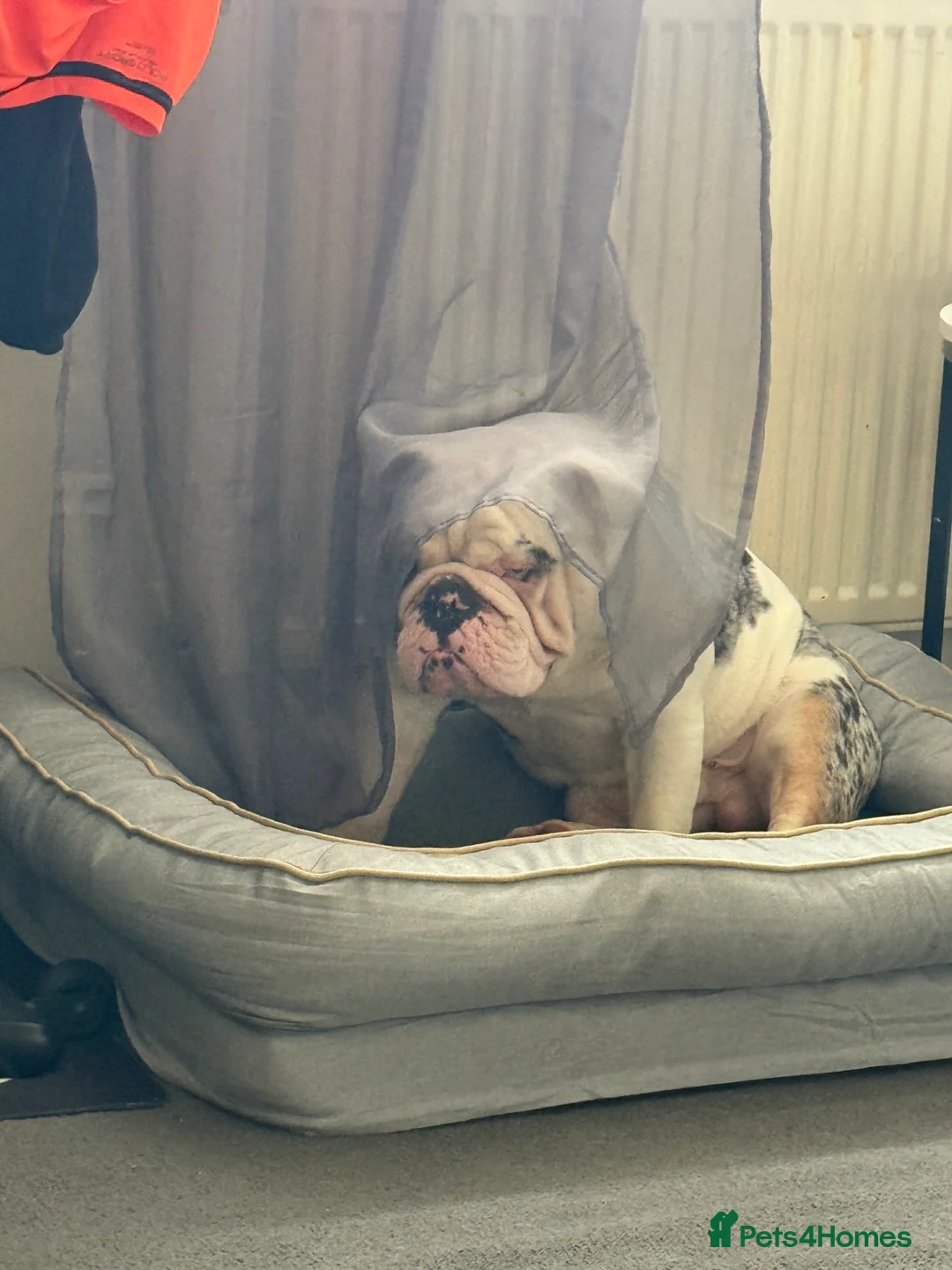 English Bulldog dogs for sale: Reggie looking for 5 star home  - Advert 33