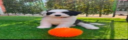 Old English Sheepdog dogs for sale: Old English x St Bernard SCOTLAND - Advert 2
