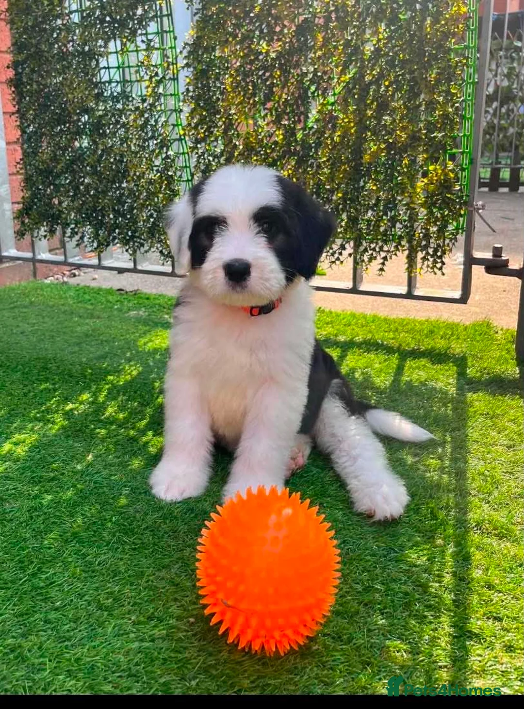 Old English Sheepdog dogs for sale: Old English x St Bernard SCOTLAND - Advert 2