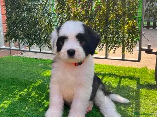Old English Sheepdog dogs Old English x St Bernard SCOTLAND - Advert 8