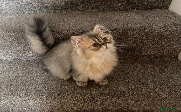 Persian cats - Advert 4