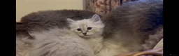Siberian cats for sale: Lovely Siberian Girl 🤗 - Advert 6
