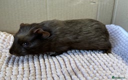 Guinea Pig rodents for sale: Young Guinea pigs  - Image 20