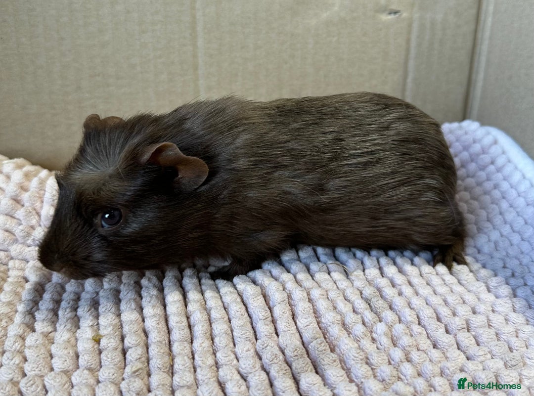Guinea Pig rodents for sale: Young Guinea pigs  - Image 20
