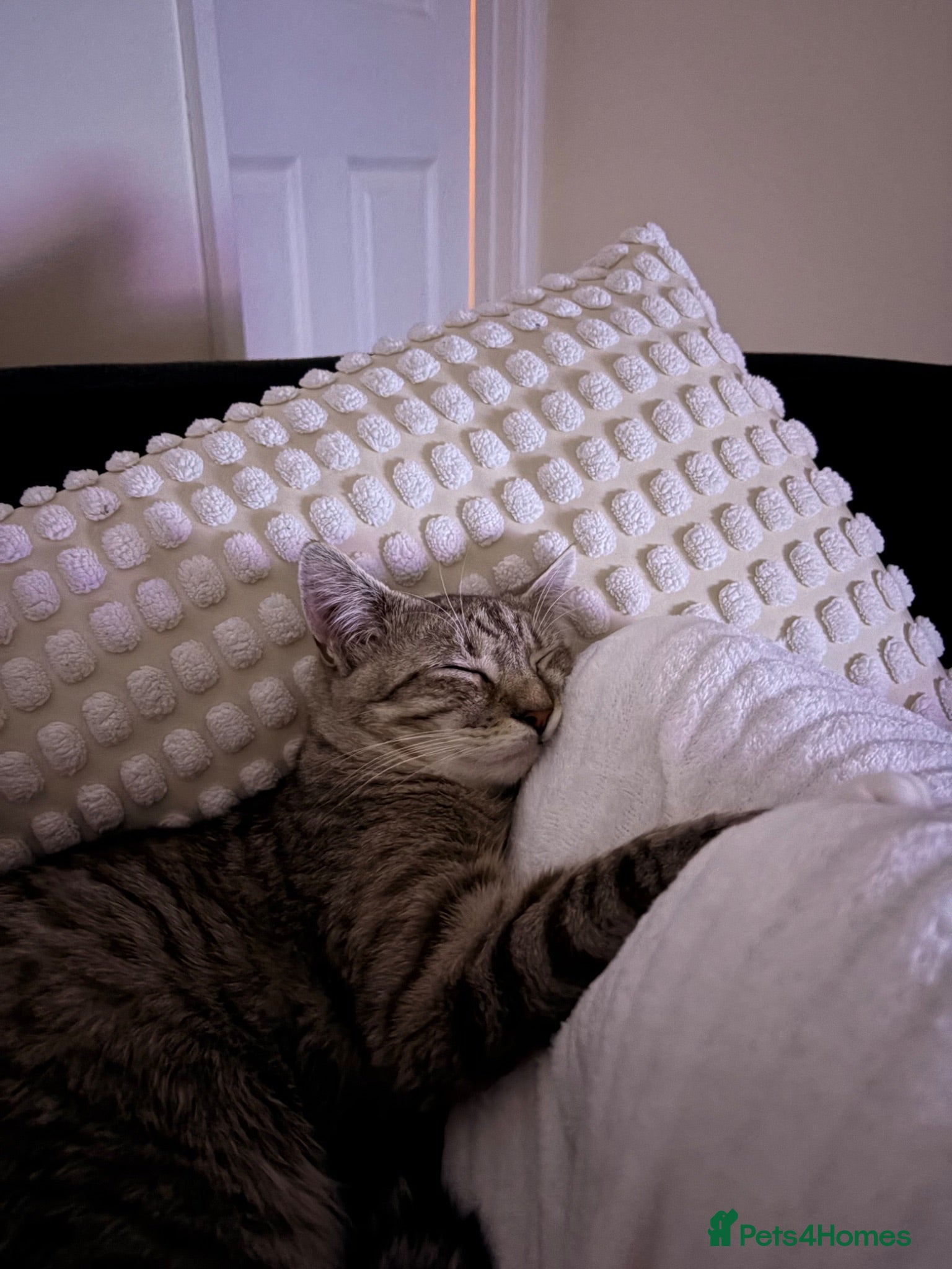 Mixed Breed cats Rueben  - Advert 2