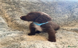 Cocker Spaniel dogs for sale: Beautiful cocker spaniel puppies  - Image 6