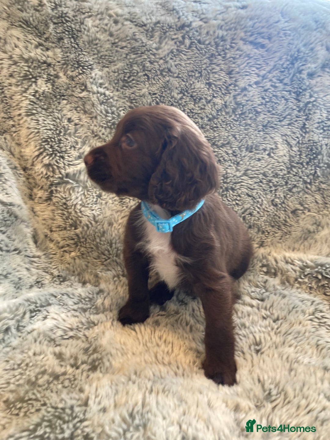 Cocker Spaniel dogs for sale: Beautiful cocker spaniel puppies  - Image 6