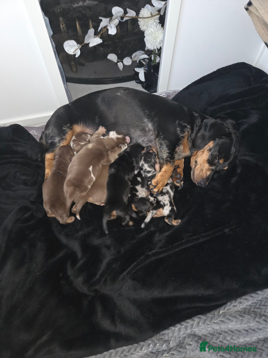 Dachshund dogs for sale: Dashunds  - Advert 2