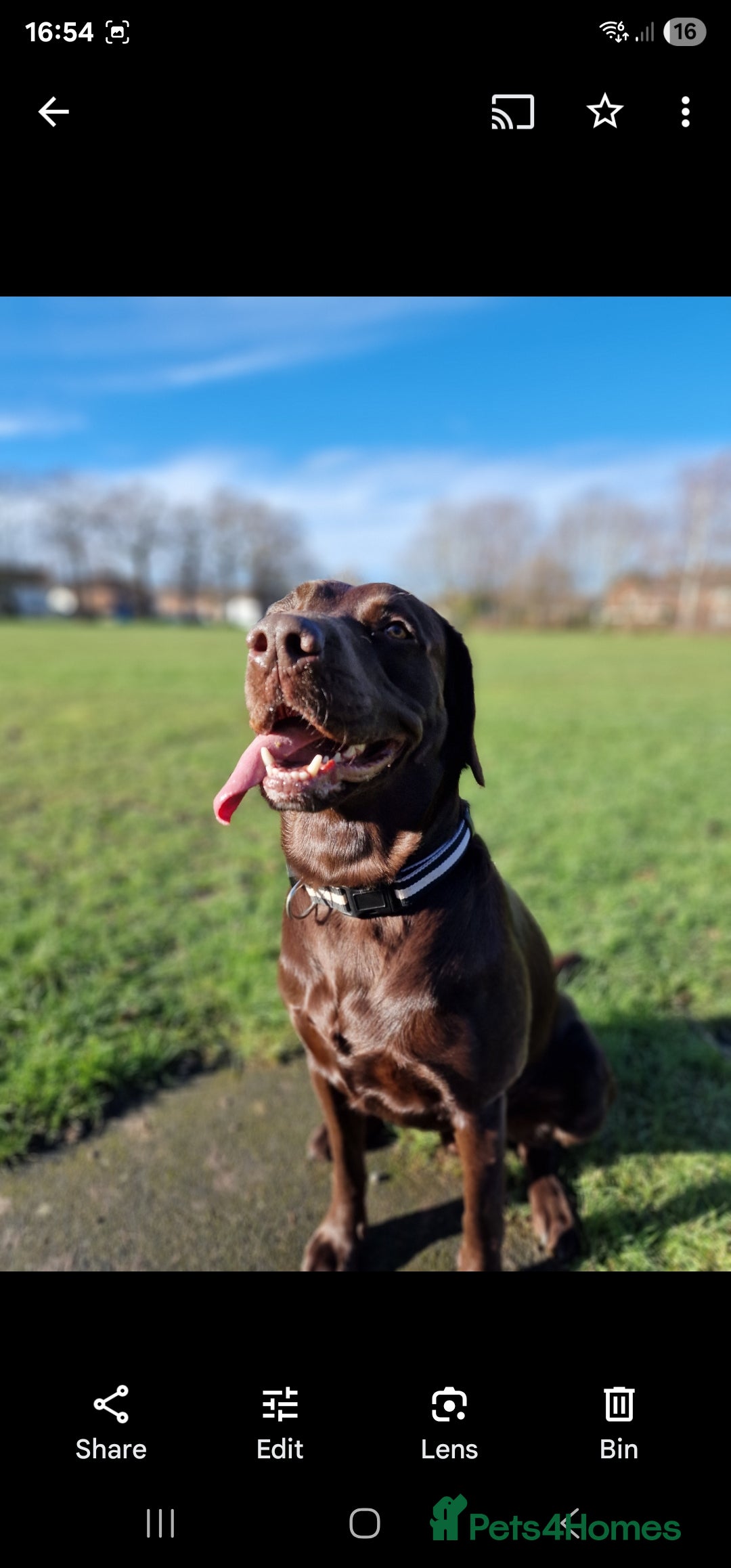 Labrador Retriever dogs for stud: 😍KC registered proven boy ready for stud🐶 - Image 7