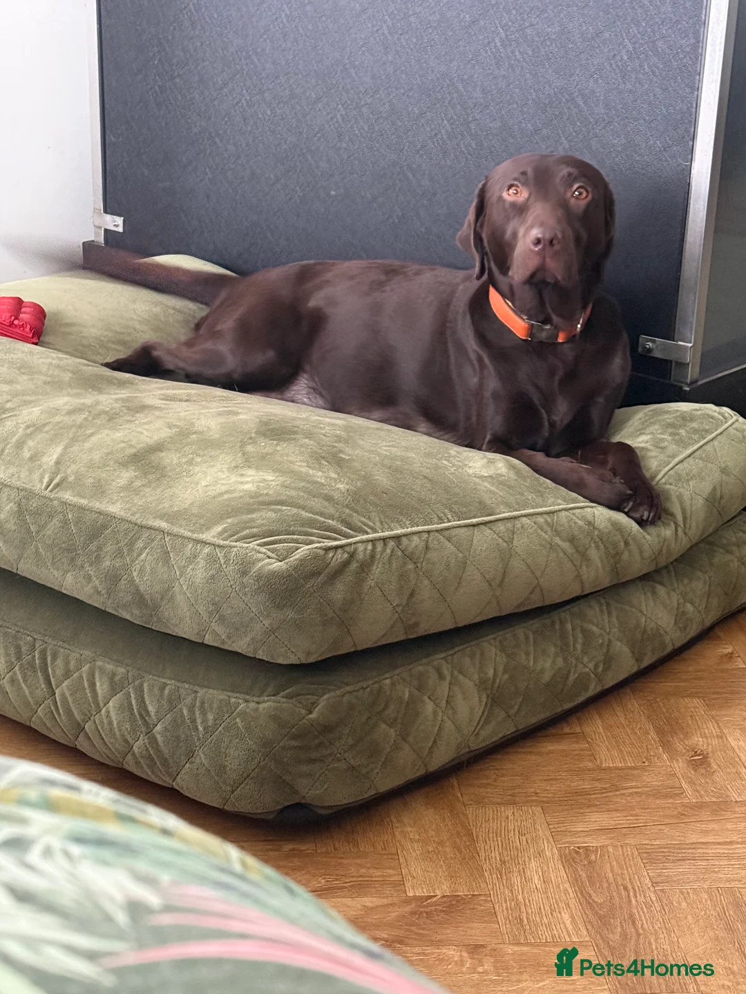 Labrador Retriever dogs for sale: Extensively Health Tested Chocolates  - Advert 7