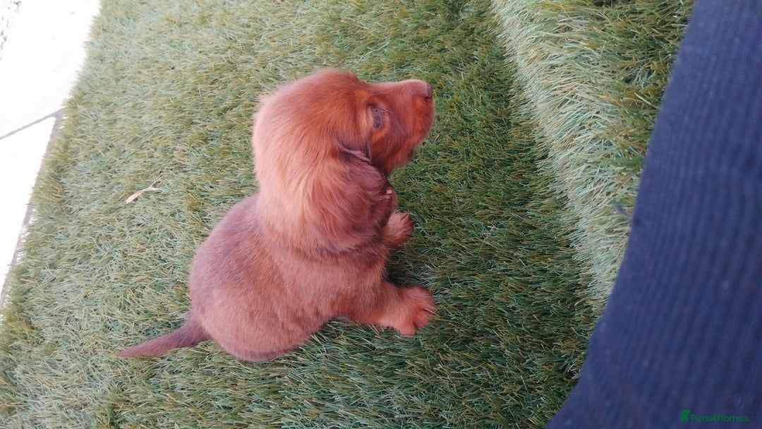 Miniature Dachshund dogs for sale: Daschund  - Image 3