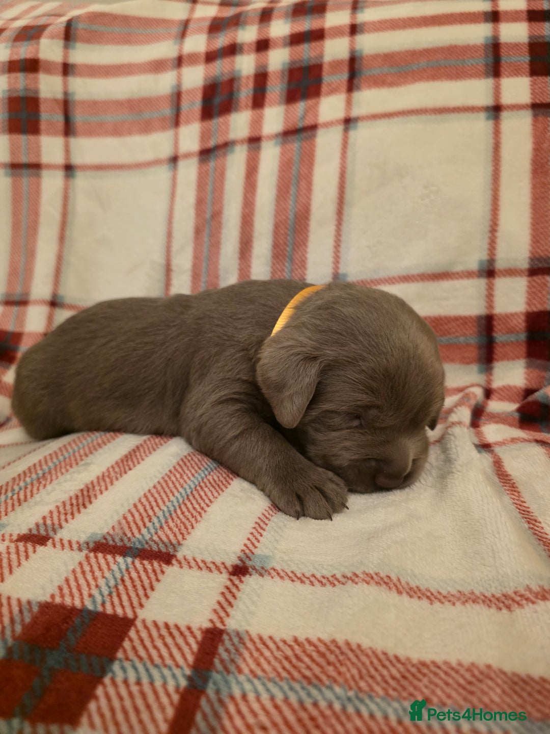 Labrador Retriever dogs for sale: Silver Labrador Puppies For Sale - Advert 11