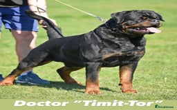 Rottweiler dogs for sale: 🏆 Champion Bred XL Rottweilers 🏆 - Advert 9