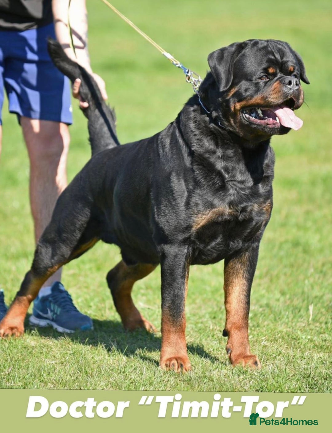 Rottweiler dogs for sale: 🏆 Champion Bred XL Rottweilers 🏆 - Advert 9
