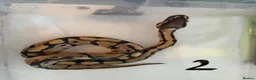 Python Snake reptiles for sale: Collection of Royals  - Advert 18