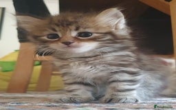Siberian cats for sale: Pure gorgeous Siberian Kittens, Hypoallergenic - Image 3