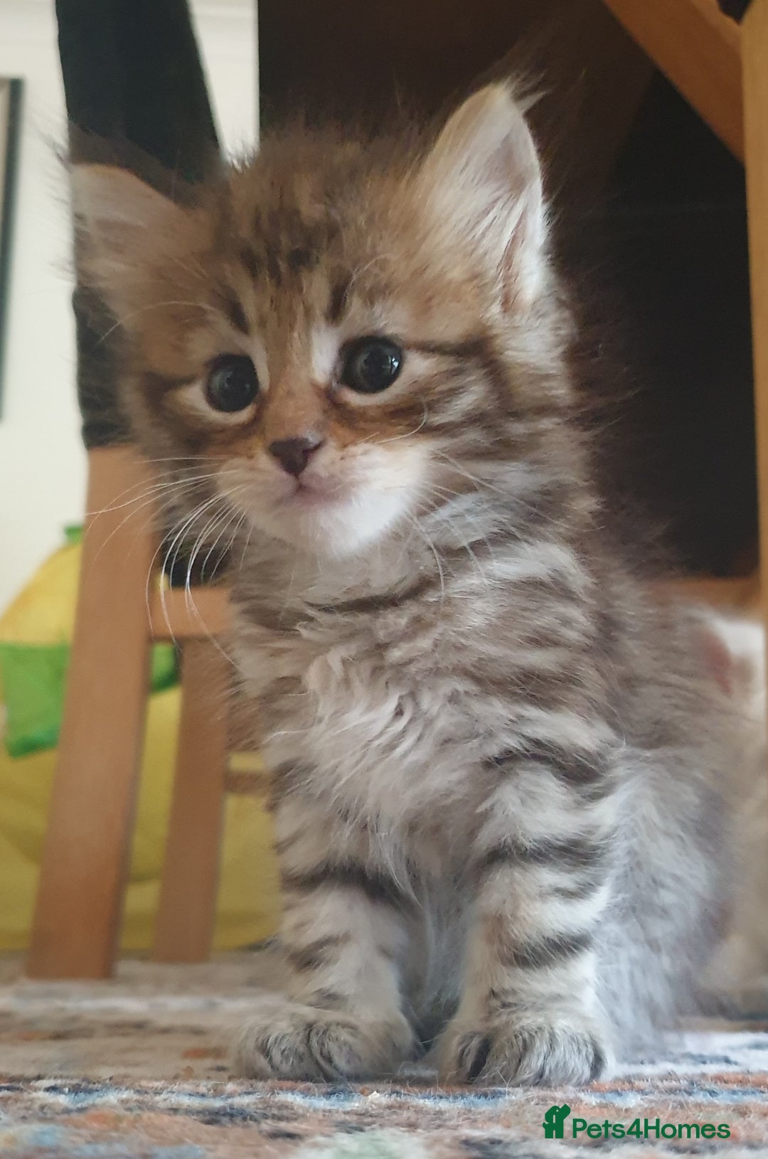 Siberian cats for sale: Pure gorgeous Siberian Kittens, Hypoallergenic - Image 3