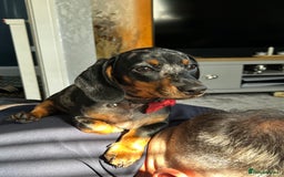 Miniature Dachshund dogs for sale: 8 month old brothers - Image 1