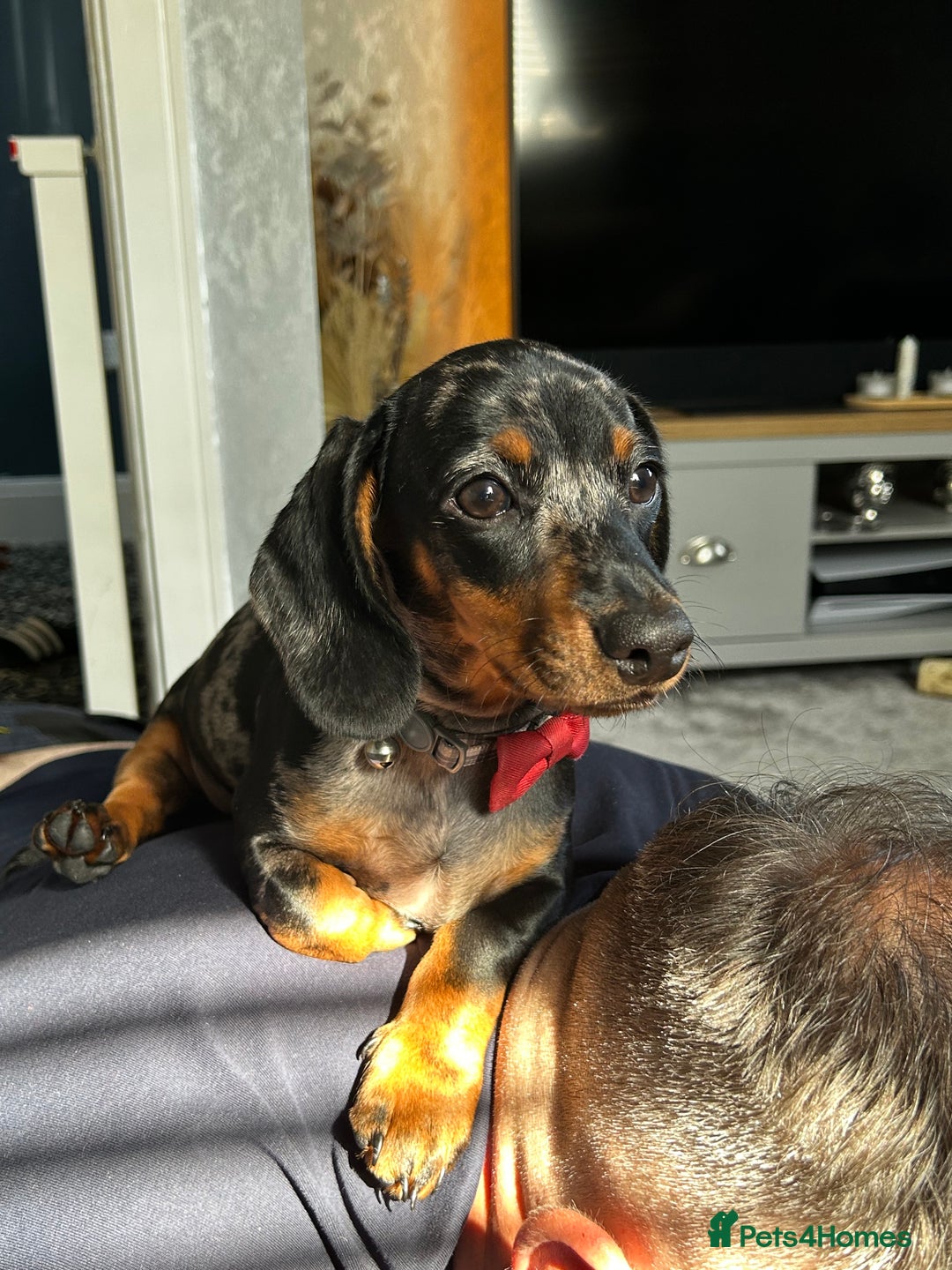 Miniature Dachshund dogs for sale: 8 month old brothers - Image 1