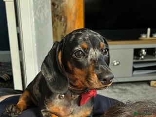 Miniature Dachshund dogs - Advert 12