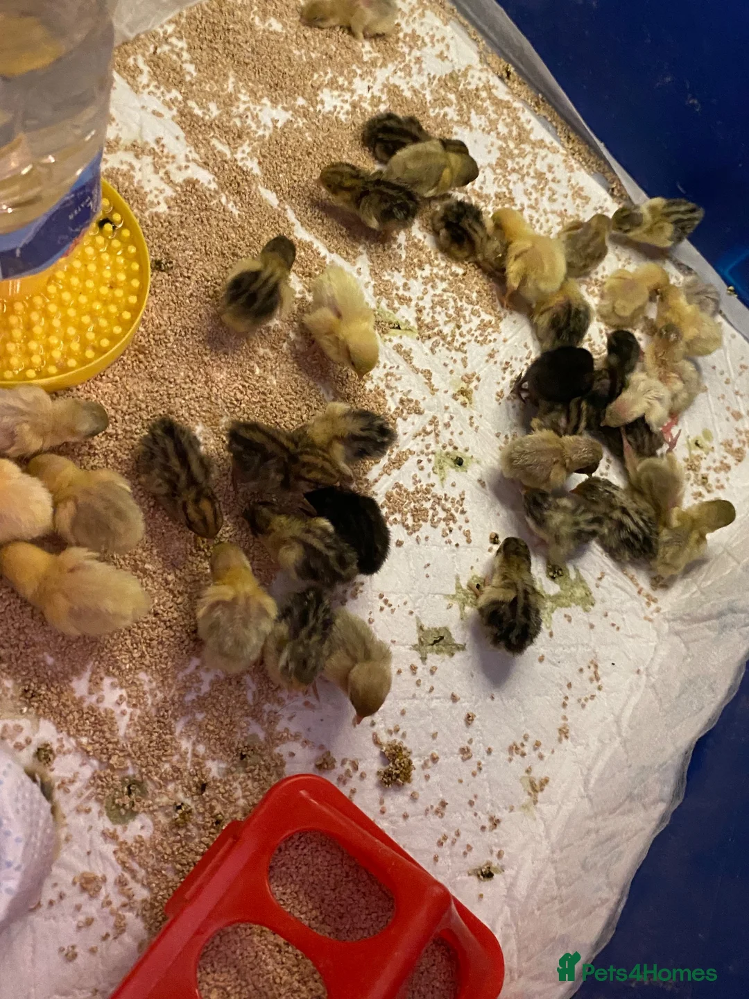 Quail poultry for sale: Japanese painted quail button quail  in Nottingham - Advert 8