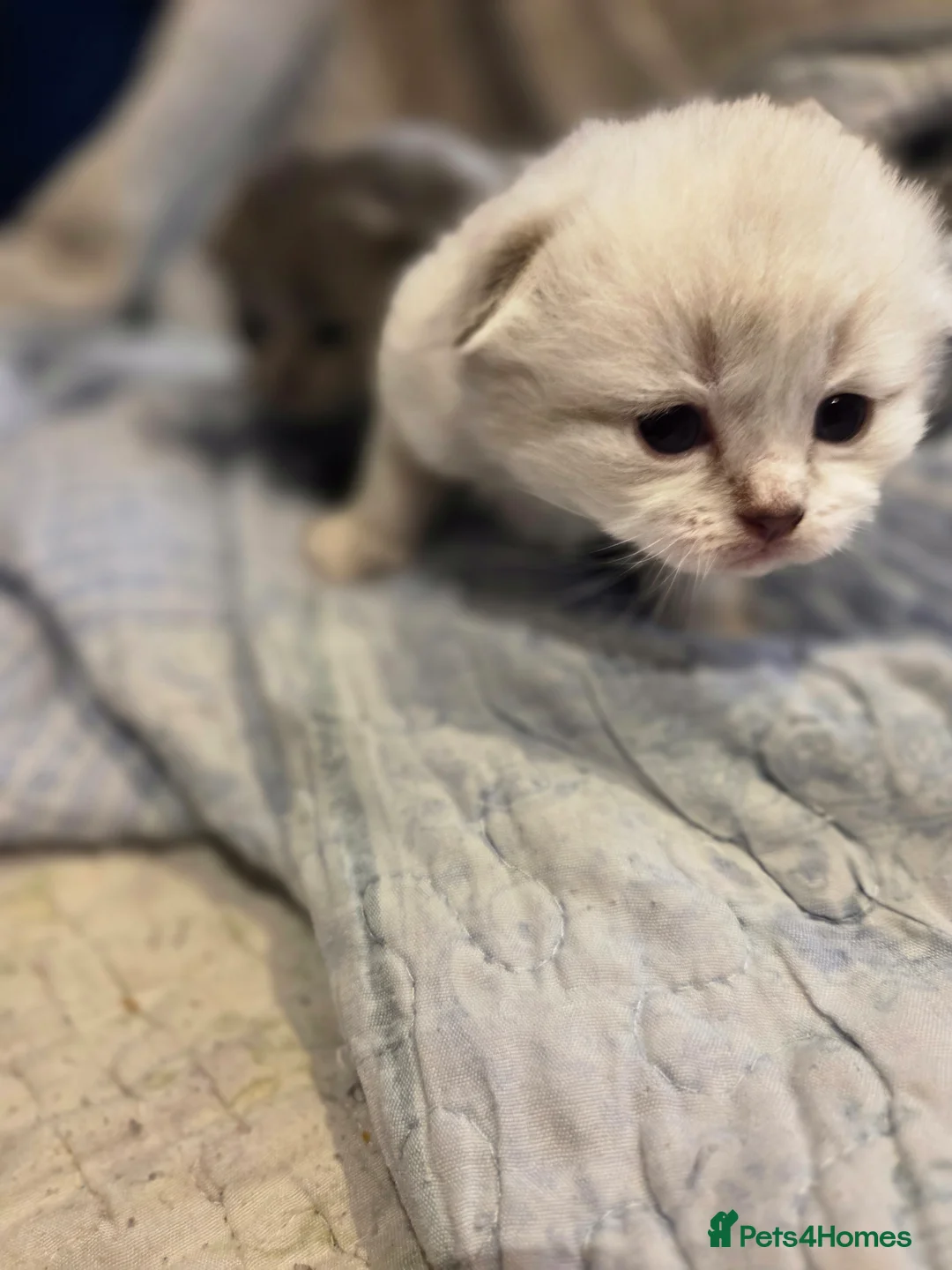 Scottish Fold cats for sale: Scottish Folds - Advert 1