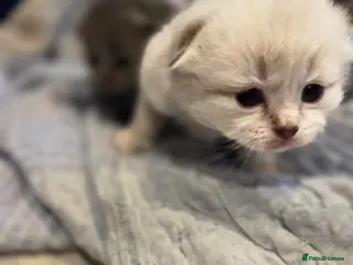 Scottish Fold cats Scottish Folds - Advert 11