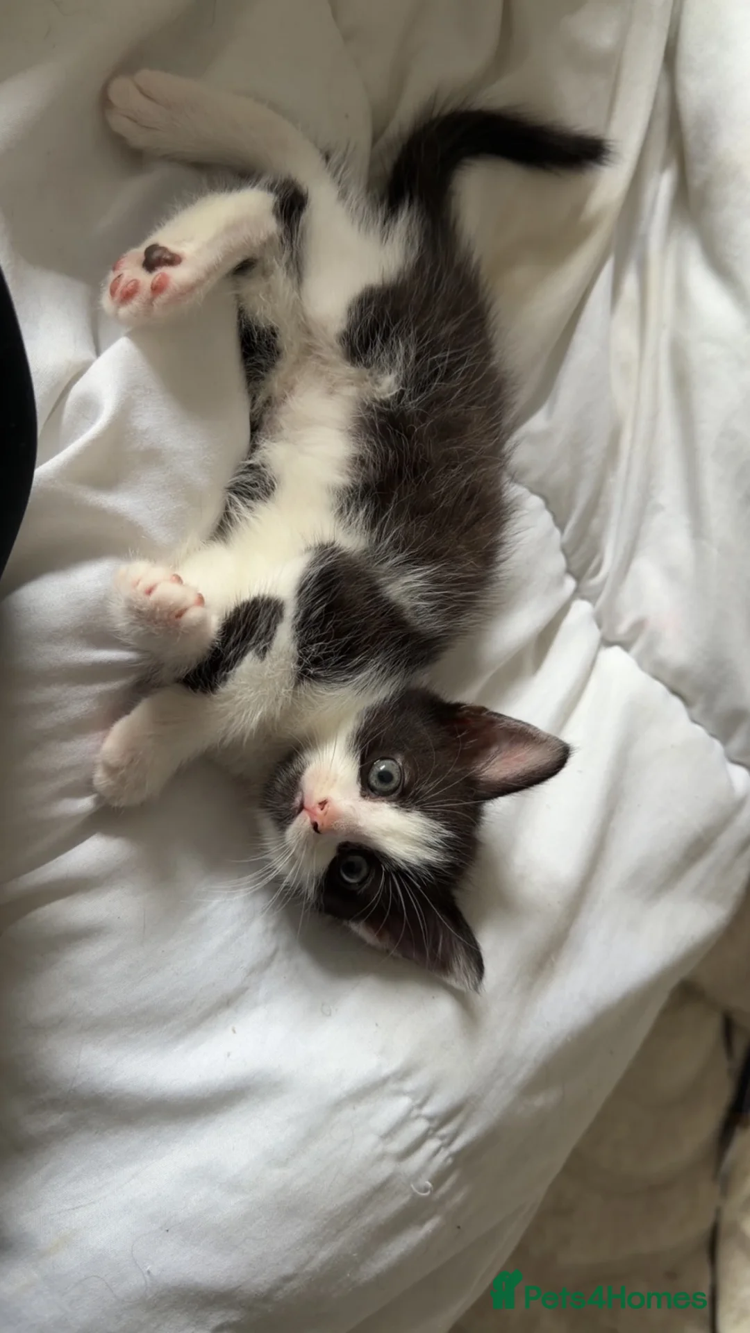 Mixed Breed cats for sale: Mainecoon cross  - Advert 2