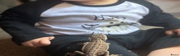 Bearded Dragon reptiles for sale: Beardy Dragon  - Advert 2