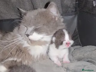 Munchkin cats Munchkin kittens - Advert 4