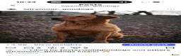 Labrador Retriever dogs for sale: Extensively health tested litter  - Advert 4
