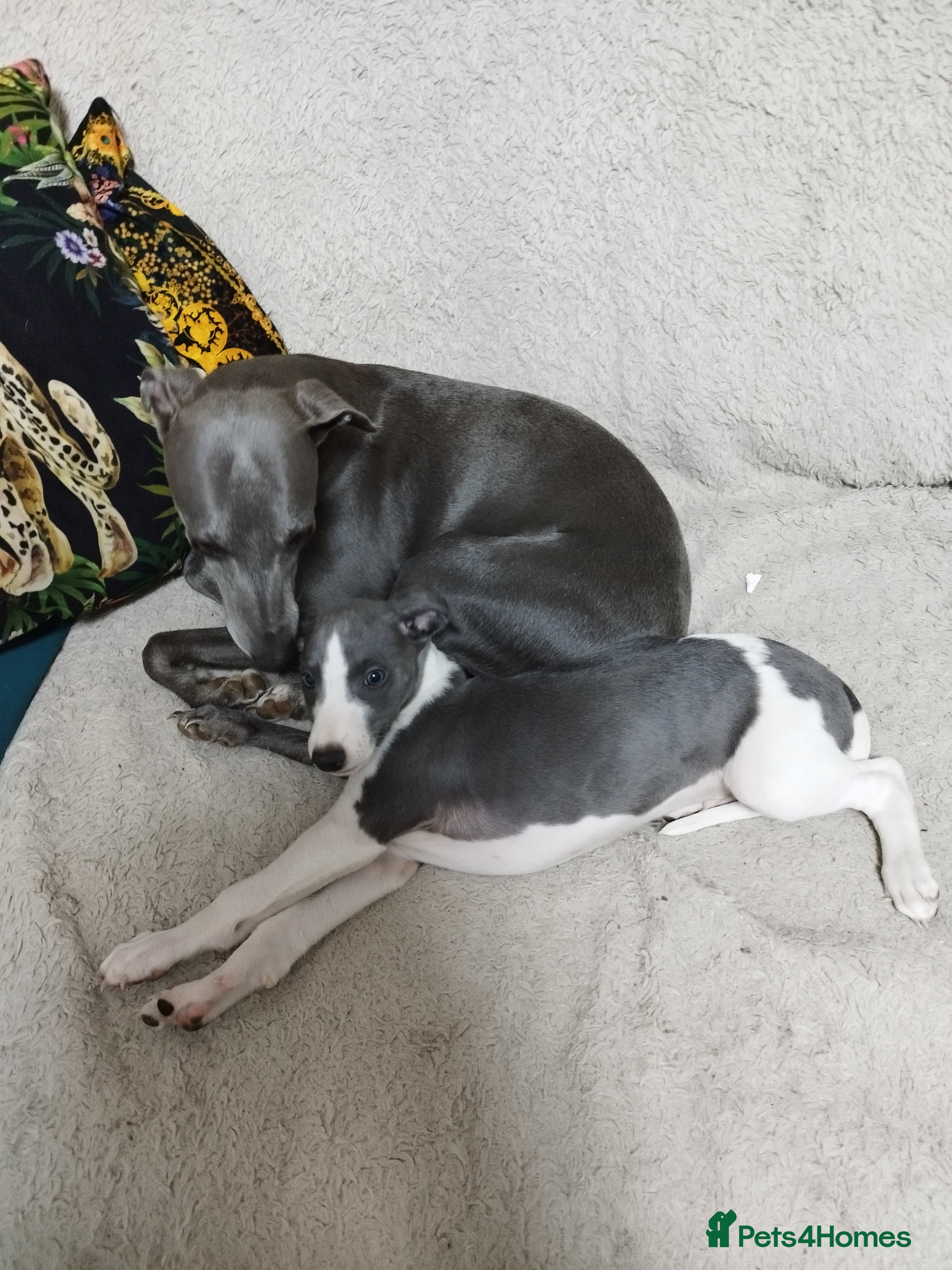 Whippet dogs Beautiful KC registered whippet puppies  - Advert 5