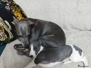 Whippet dogs Beautiful KC registered whippet puppies - Advert 5