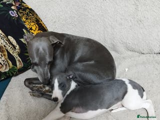 Whippet dogs Beautiful KC registered whippet puppies - Advert 1