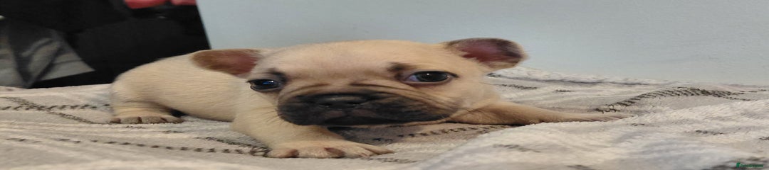 French Bulldog Puppy 6