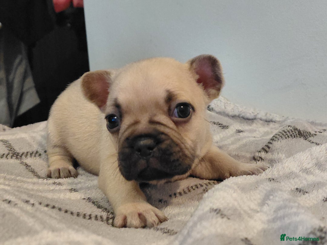 French Bulldog dogs for sale: French bulldog puppies - Image 3