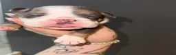 English Bulldog dogs for sale: English bulldogs PUPPIES NEBBR REGISTERED - Advert 21
