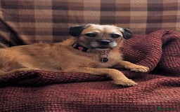 Mixed Breed dogs for sale: Last male pup left. Ready now - Image 6