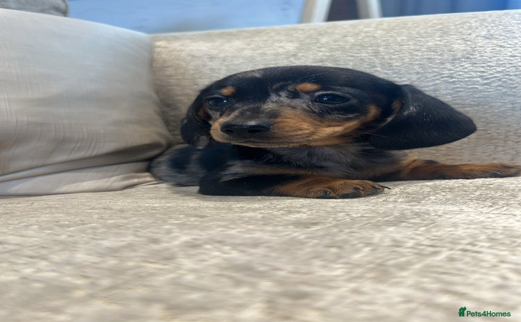 Miniature Dachshund dogs for sale - Advert 1