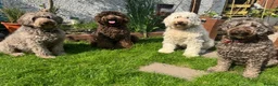 Labradoodle dogs for sale: Labradoodles 11th plus generation  - Advert 19