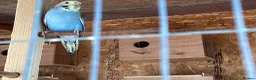 Budgerigars birds for sale: New baby budgies  - Advert 5