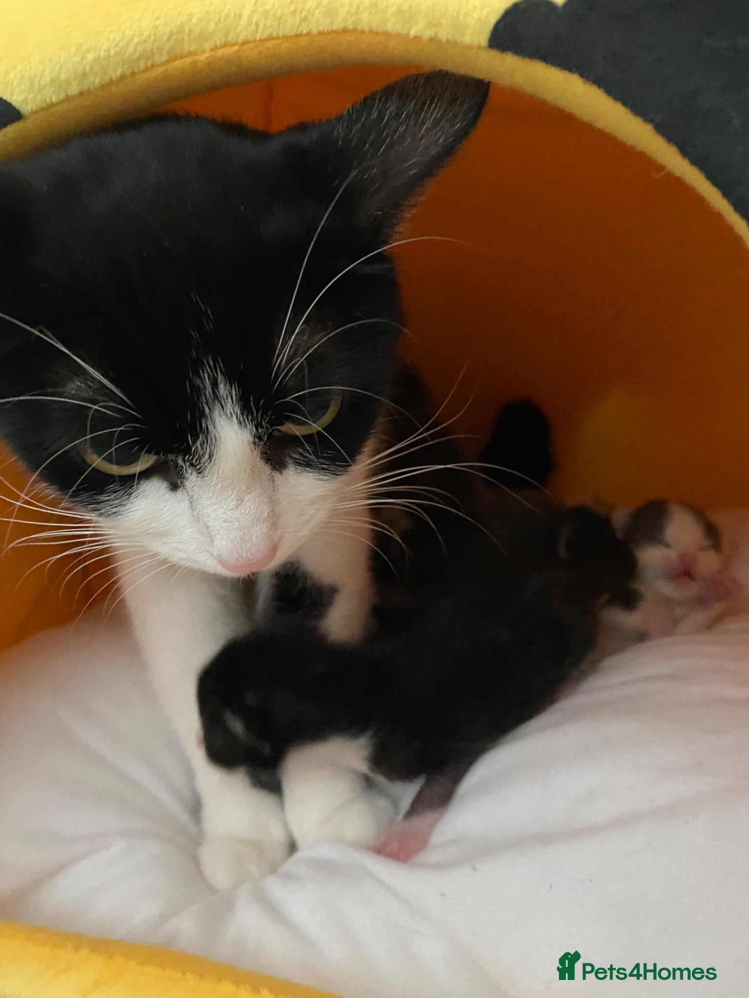 Mixed Breed cats for sale: 6 beautiful kittens - Advert 1