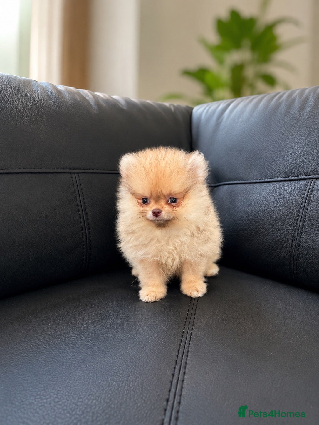 Pomeranian dogs 🔥Boy 500gr🐻👁️Green eyes🐻Outstanding  - Advert 1