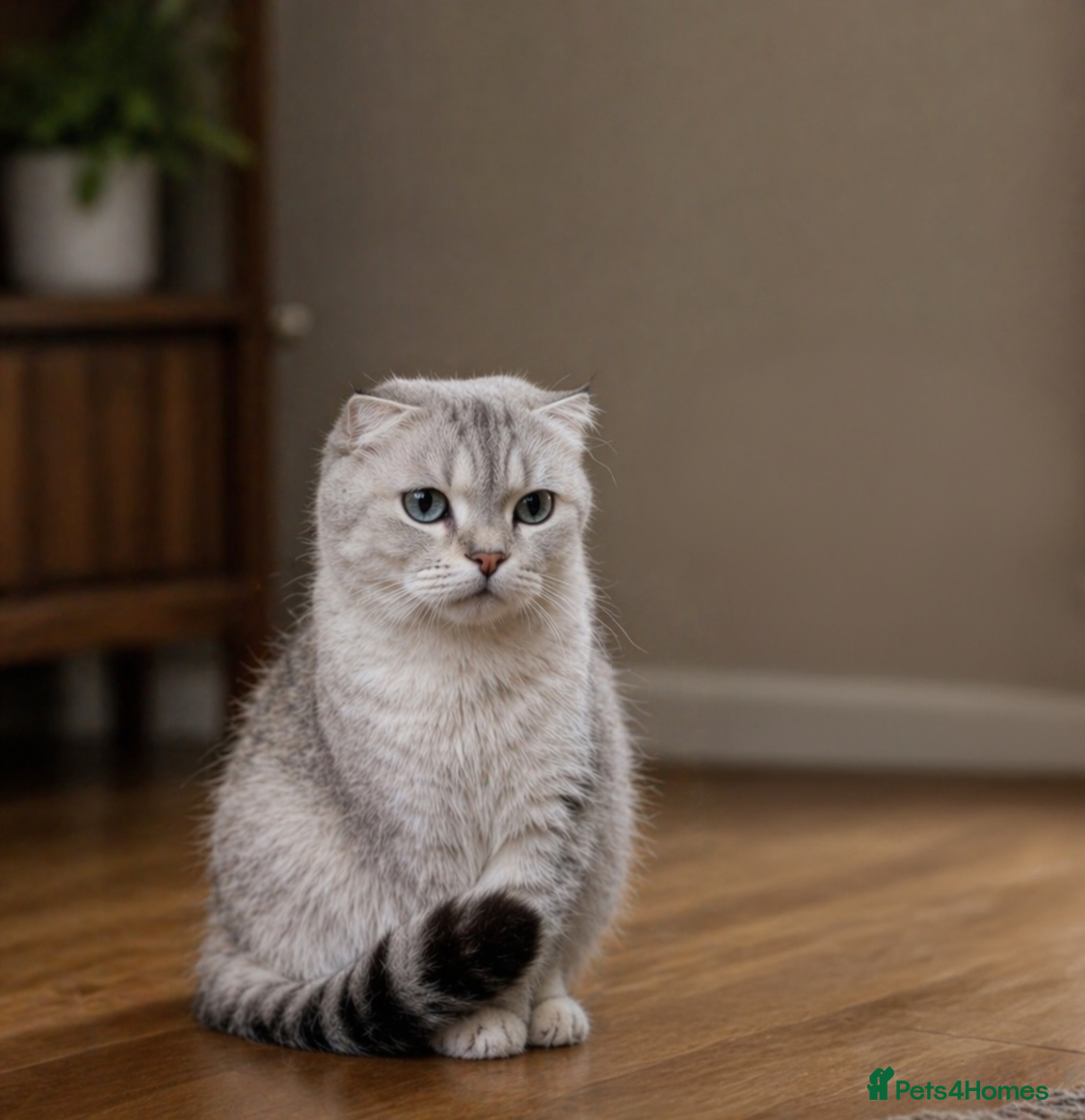 Scottish Fold cats Purebred Chinchilla Scottish Fold - Advert 2