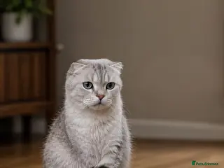 Scottish Fold cats Purebred Chinchilla Scottish Fold - Advert 2