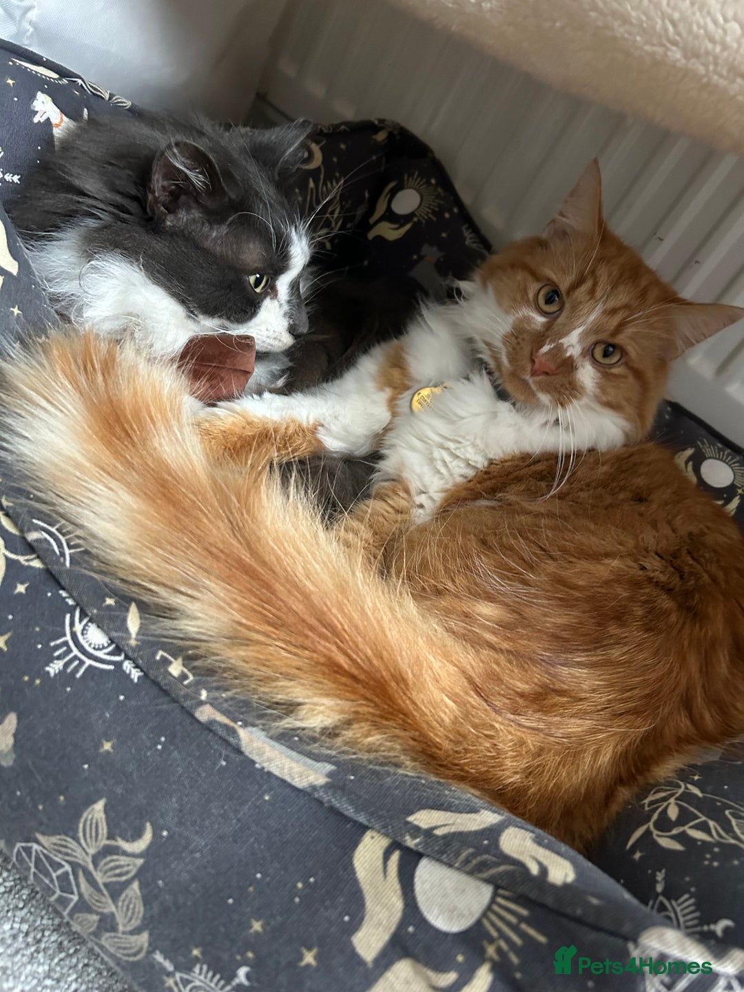 Mixed Breed cats for sale: Reluctant Home- 2 Male cats - Advert 2